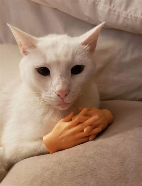 cats with plastic hands|cat with prosthetic human hands.